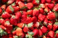 Freshly harvested Sybilla strawberry background