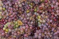 Freshly harvested table blue with white grapes in a container Royalty Free Stock Photo