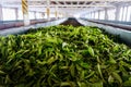 Freshly harvested tea leaves left for drying inside a tea factory in Kandy, Sri Lanka. Nuwara Elliya tea plantations crops Royalty Free Stock Photo