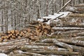 Freshly Harvested Timber from a Logging Operation Piled by the Forest in Winter