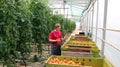 Freshly Harvested Tomato in Farmer's Hands Royalty Free Stock Photo