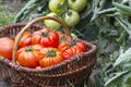 Freshly harvested tomatoes Royalty Free Stock Photo