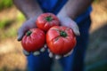 Freshly harvested tomatoes in farmers hands