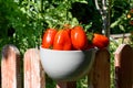 Freshly harvested tomatoes in white pot Royalty Free Stock Photo