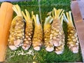 Fresh Wasabi Root Royalty Free Stock Photo