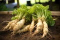 freshly harvested wasabi roots with soil still attached to them