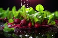 Freshly harvested washed radish - ideal for crafting nutritious vegetable salad recipes