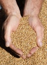 Freshly Harvested Wheat Royalty Free Stock Photo