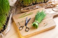 Freshly harvested wheatgrass on a wooden table Royalty Free Stock Photo