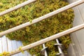 White grape in crusher destemmer, winemaking process