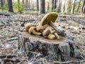 Freshly harvested Xerocomus badius mushrooms lie on the stump in the forest Royalty Free Stock Photo