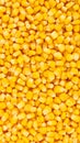 Freshly harvested yellow corn kernels texture background Royalty Free Stock Photo