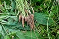 Freshly harvested young small carrots on grass background