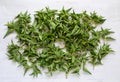 Freshly harvested young stinging nettle tips drying on the table