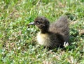 Freshly hatched duck Royalty Free Stock Photo