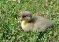 Freshly hatched duck Royalty Free Stock Photo