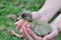 Freshly hatched duck Royalty Free Stock Photo