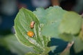 Freshly hatched ladybird with the empty pupa-case