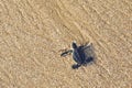 Newborn sea turtle