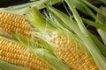 Freshly healthy harvested corn close up Royalty Free Stock Photo