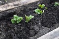 Freshly hilled potato plants in the garden Royalty Free Stock Photo