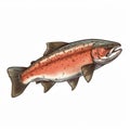 Freshly Illustrated Trout With Vibrant Colors And Realistic Details Royalty Free Stock Photo