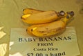 Freshly imported baby bananas at a tropical farmers market Royalty Free Stock Photo