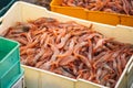Freshly just caught shrimps and other fish in plastic crates Royalty Free Stock Photo