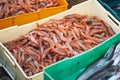 Freshly just caught shrimps and other fish in plastic crates Royalty Free Stock Photo