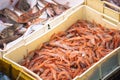 Freshly just caught shrimps and other fish in plastic crates Royalty Free Stock Photo