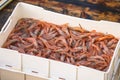 Freshly just caught shrimps and other fish in plastic crates Royalty Free Stock Photo