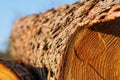 Freshly logged conifer tree trunk with annual rings and rough bark in warm sunlight. Concept of sustainable forestry Royalty Free Stock Photo