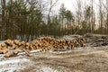 Freshly logged and harvested trees arranged in piles.