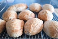 Freshly made crusty bread rolls cooling on a wire oven rack. Shallow focus Royalty Free Stock Photo