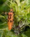 Freshly moulted bug Corizus hyoscyami bug next to exuvium Royalty Free Stock Photo