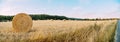 Freshly mowed field of wheat, on which lies straw rolled into large cylinders, on a sunny summer evening