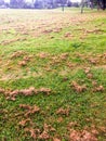 Freshly mowed grass clumps