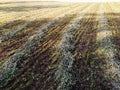 Freshly mowed rows of grass