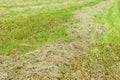 Freshly mown grass is dried in a clearing