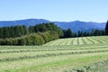 Freshly mown grass in the German Black Forest Royalty Free Stock Photo