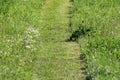 Freshly mown grass path between uncut grass mixed with small various colors wild flowers at local meadow Royalty Free Stock Photo
