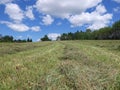Freshly mown hay in a farm field