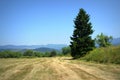 Freshly mown meadow