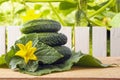 Freshly natural gherkins with yellow flowers on wooden table in garden. Dietary vegetables for vegetarian food. Wooden fence and c Royalty Free Stock Photo