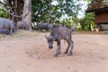 Freshly newborn baby calf. Thai buffalo in farm field. Animals in agriculture