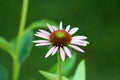 Freshly open Narrow-leaved purple coneflower or Echinacea angustifolia bright purple perennial flower with spiky dark brown to red Royalty Free Stock Photo