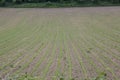 Freshly ordered field with young plants