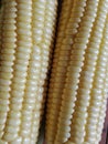 Freshly peeled corn whole peel corn