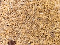 freshly peeled rice bran. and will be processed into planting media
