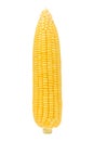 Freshly peeled sweet corn